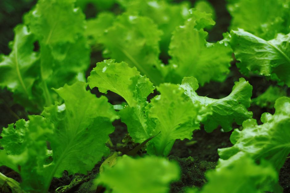 Everyday Habits Built Around Iron, B12 And The Nutrients Worth Testing, Made Simple