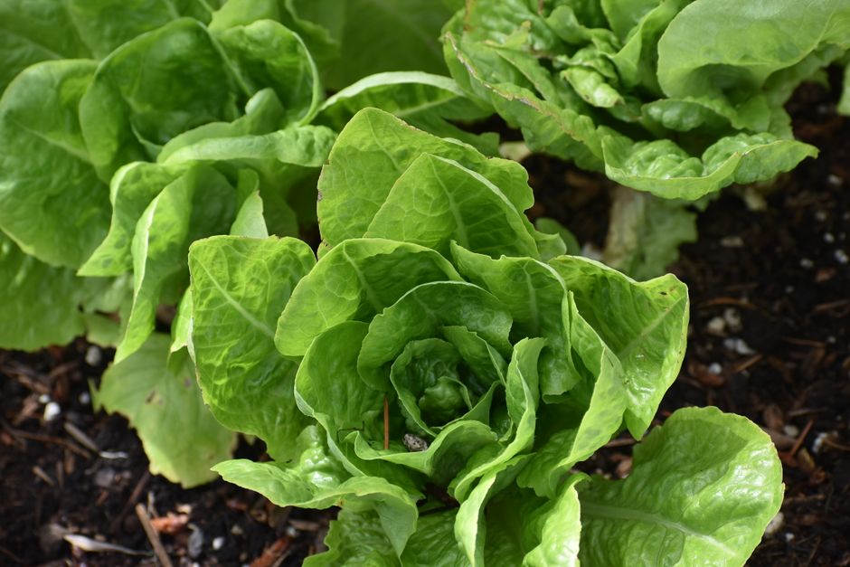 Iron, B12 And The Nutrients Worth Testing: What Most People Miss