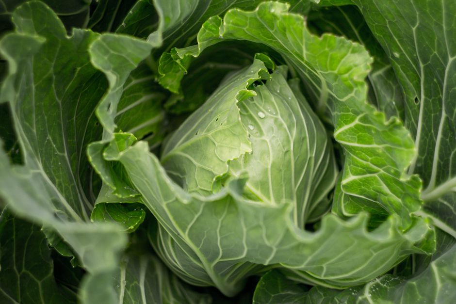 Reading A Supplement Label: The Short Version