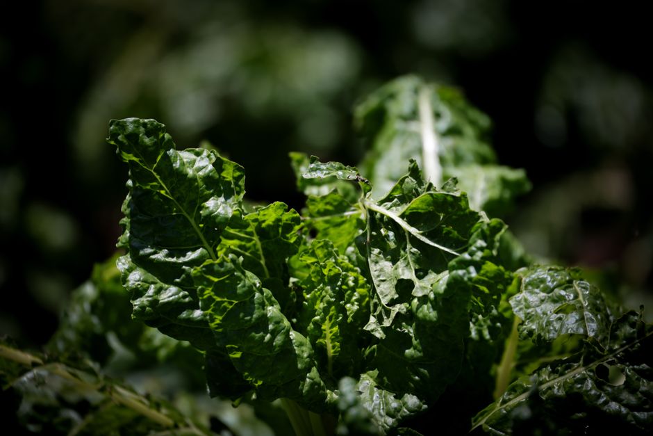 What Supplements Can And Cannot Do: Questions Worth Asking